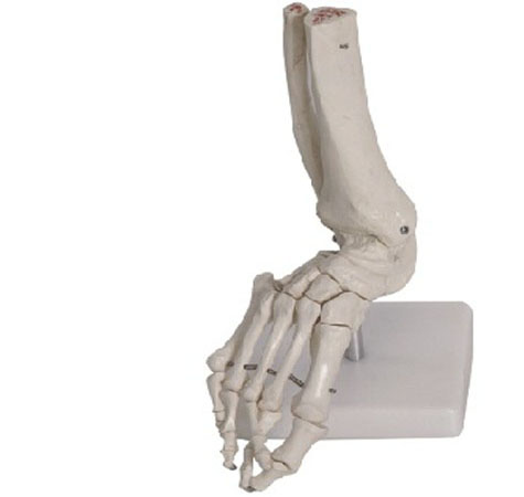  Foot Joint Model