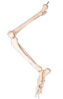  Lower Limb Bone Model