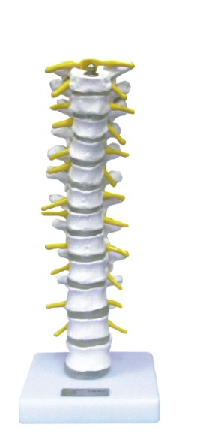 Thoracic Vertebra Model