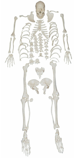 Disassembled Skeleton Model