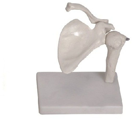 Shoulder Joint Model