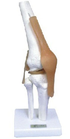 Knee Joint with Ligament Model