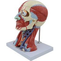 Head with Muscles and Blood Vessel with Brain Model