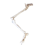  Lower Limb with Hip Bone Model