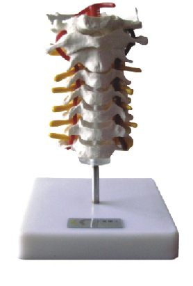 Cervical Vertebral Column Model