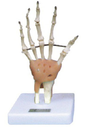 Hand Joint with Ligament Model