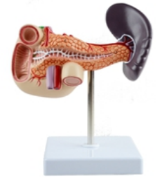 Spleen ,Pancreas, Duodenum Model