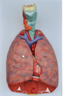 Respiratory Model