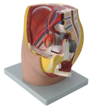  Median Section of Female Pelvis Model