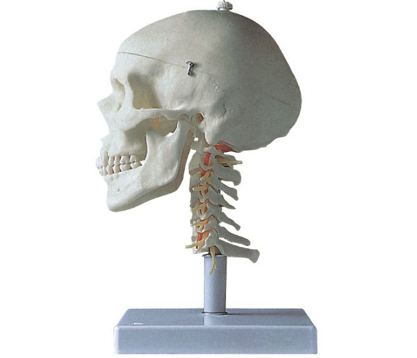 Skull with Cervical Column Model