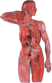  Lymphatic System