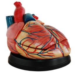  Adult heart model