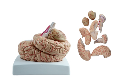 Brain with Arteries Model