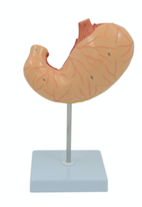 Stomach Model