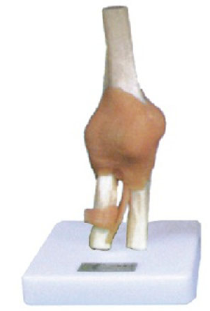 Elbow Joint with Ligament Model