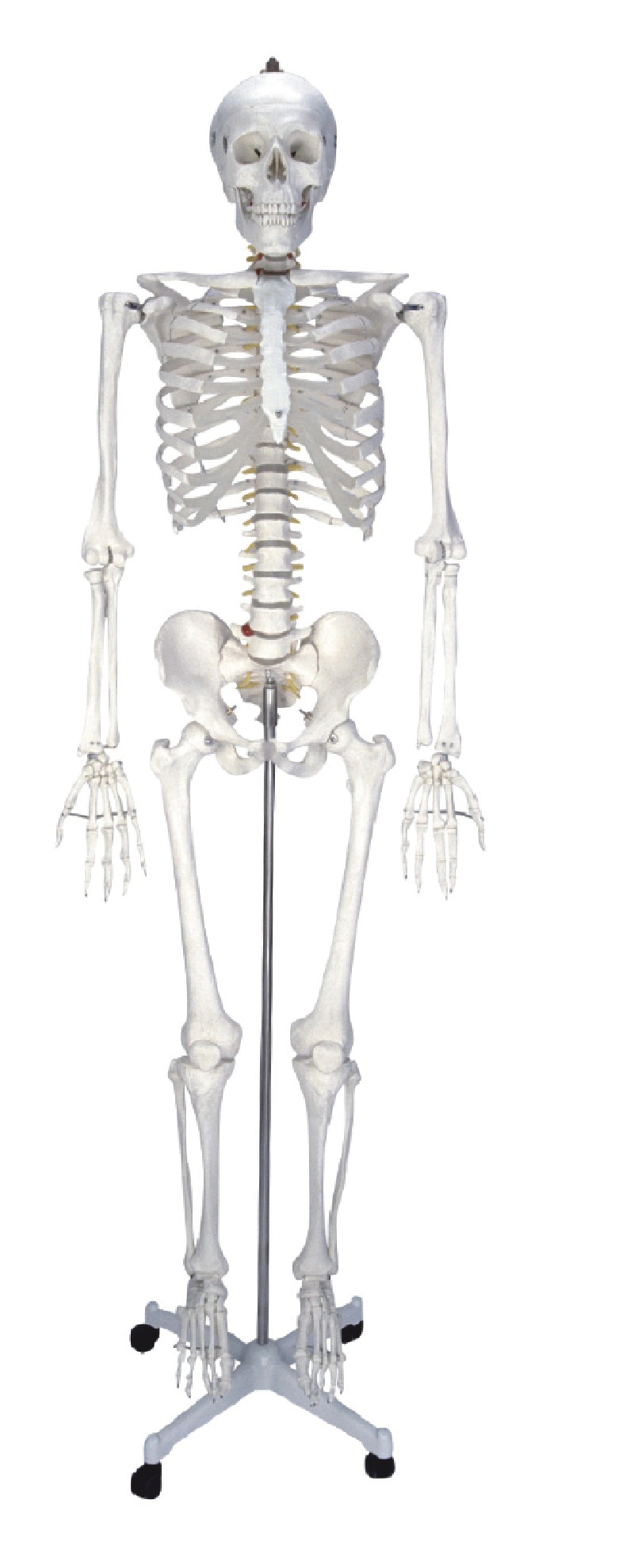 Human Skeleton Model 180CM