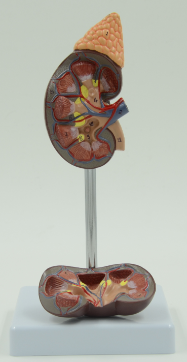 Kidney with Adrenal Model