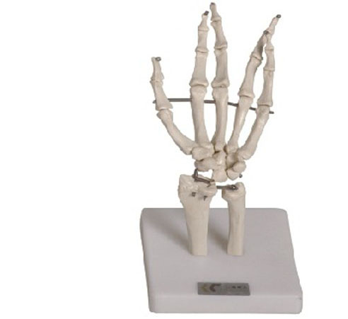 Hand Joint Model