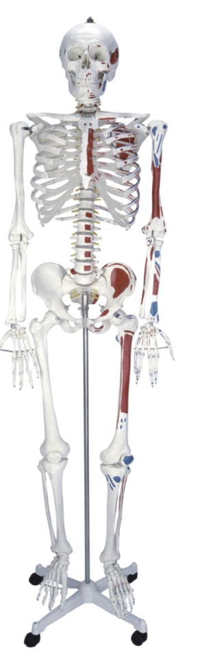 Human Skeleton with Half Side Painted Muscle Model 180CM