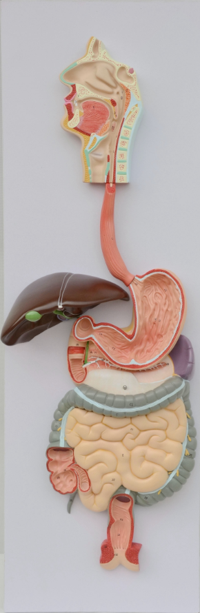 Digestive System Model