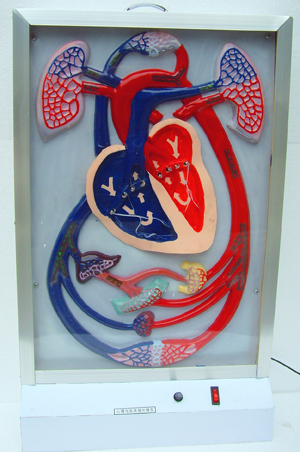 Electric heart beat and blood circulation model