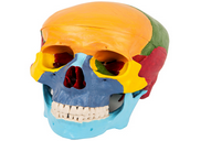 Skull Separation Model