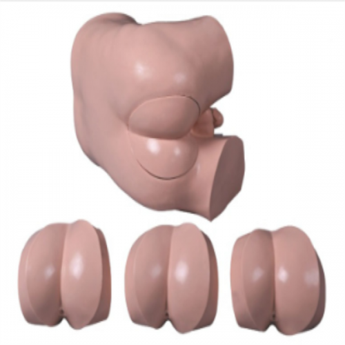 高级直肠指诊检查模型