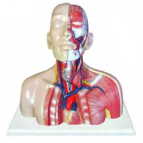 头、颈、胸静脉回流模型