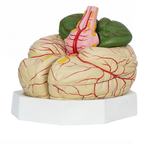 脑动脉模型（11部件）