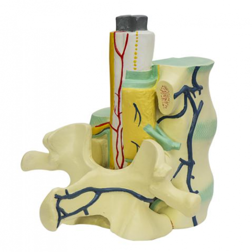 脊髓与椎骨关系模型