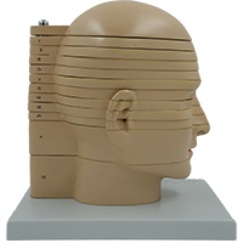 头颈部切面附脑模型（12部件）
