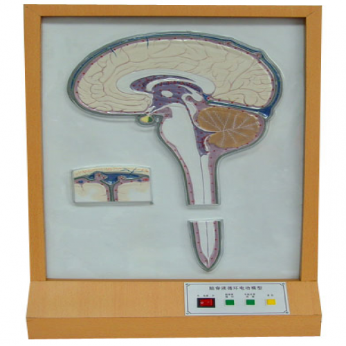 脑脊液循环电动模型
