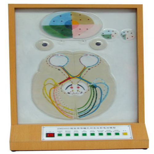 瞳孔对光反射电动模型