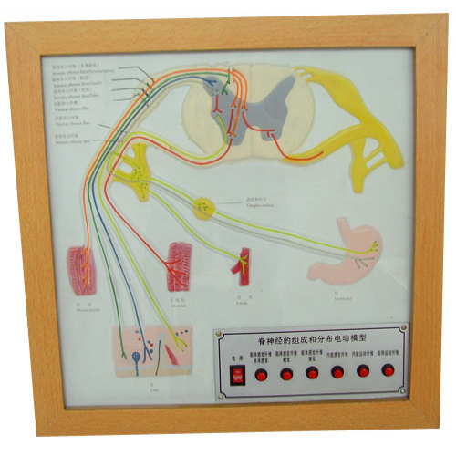 脊神经的组成和分布电动模型
