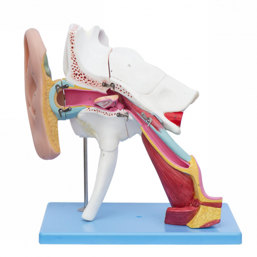 耳结构放大模型