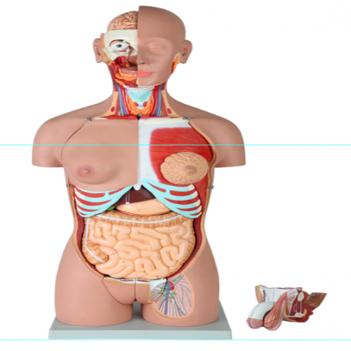 男、女两性人体背部开放式半身躯干模型（87cm/29件）
