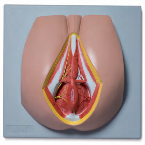 男性会阴解剖模型